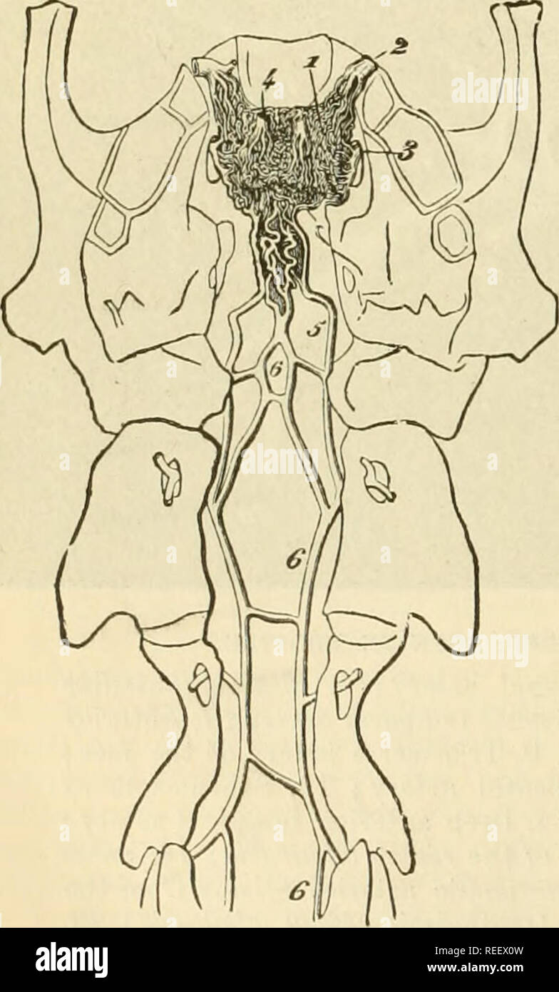 . Die vergleichende Anatomie der domestizierten Tiere. Veterinär Anatomie. 594 die Arterien. Abb. 288. in eine sehr komplizierte Art und Weise. Die untere Extremität, in der supra-sphenoidal Canal, erhält die Generierung von Arterien. Den hinteren Extremitäten, durch die cliniiid Prozess behandelt, wird in der Kommunikation mit dem spheno - dornfortsätze Arterie, die verbraucht es sich. In der Mitte und oben, die Zweige bilden neu formieren sich zu einem einzigen Trunk analog der intercranial Teil der A. carotis von Einhufern, die als Haustiere gehalten werden (Abb. 287, 17), und die verfährt die Dura m Stockfoto