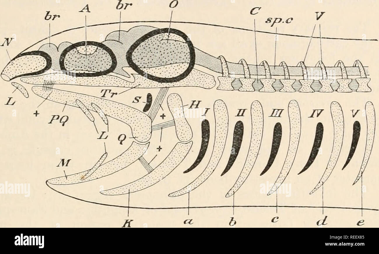 . Vergleichende Anatomie der Wirbeltiere. Anatomie, Vergleichende; Wirbeltiere. Schädel 81 als Gill Amtsträger in der Anamnia, sondern auch der erste von ihnen, der hyoid, entlang der der Gesichtsnerven erstreckt, von den dahinter liegenden geändert wird: Diese, die Branchial Bögen, von denen es in der Regel fünf in Fischen, sind im Zusammenhang mit der glosso - tonsilla und Vagus. Die viszeralen Bögen muss ursprünglich jedoch haben kiemen getragen. Vor allem nicht segmentiert, die einzelnen Post - mündliche Bögen können bis in Teile (phoryngo-, epi-, cerato - aufgeteilt werden, und hypo-hyal oder Branchial), die oberste Stockfoto