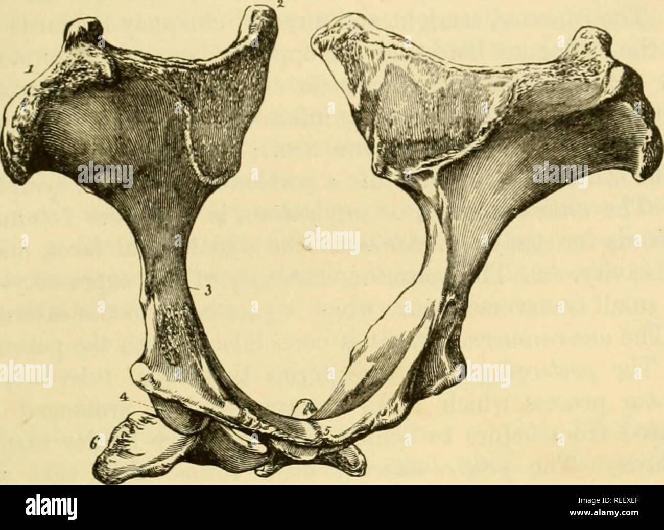 . Die vergleichende Anatomie der domestizierten Tiere. Pferde; Veterinär Anatomie. Den hinteren Gliedmaßen. 129 Grenzen. - Der Anterioren besteht aus einer dünnen robuste Lippe, die gekrümmt ist nach oben. Die hintere Kopfeinheit, dick und Dreschkorb, umschreibt vorher eine breite Öffnung, die ovale, suhpuMc oder obturator Foramen; es ist in der Nähe der Coty - Abb. cbaniicled. 84.. Becken (antero-LATERVL Ansicht). 1, Anterior darmbein Wirbelsäule; 2, posterior Darmbein Wirbelsäule; 3&gt;. Haft (^f Die ilium, mit dem Ilio-pectineal Crest; 4, cotyloid cavit)"; 5, symphyse Schamberg; 6, inf Sitzbeinhöcker Wirbelsäule und tuberosity. loid Winkel durch einen Riss Stockfoto