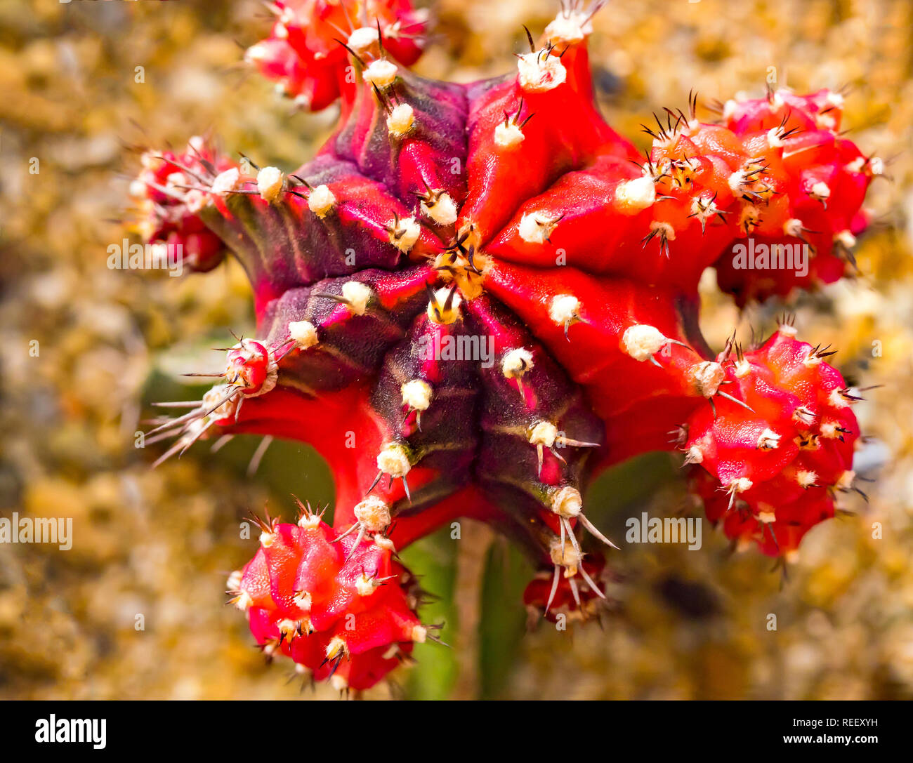 Gymnocalycium mihanovichii variegata -Fotos und -Bildmaterial in hoher  Auflsung  Alamy
