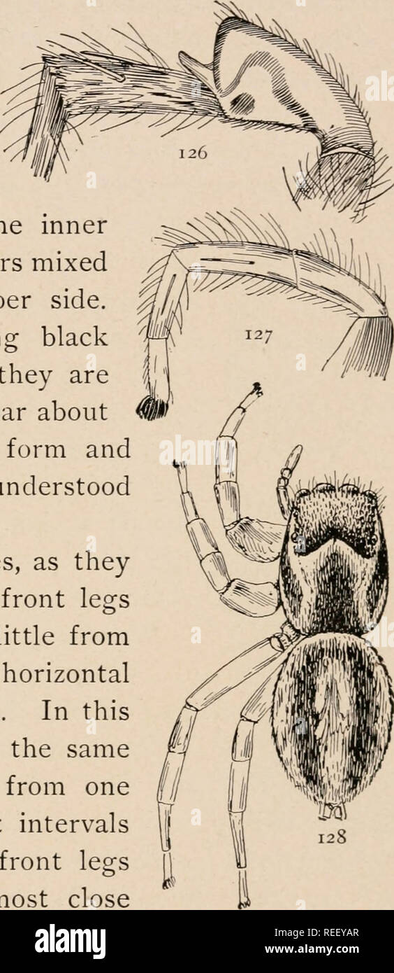 Die gemeinsamen Spinnen der Vereinigten Staaten. Spinnen - Vereinigte  Staaten. Die ATTID. E 45 Punkte. Es ist nichts Besonderes in der  Markierungen auf der Unterseite oder der Beine mit Ausnahme der