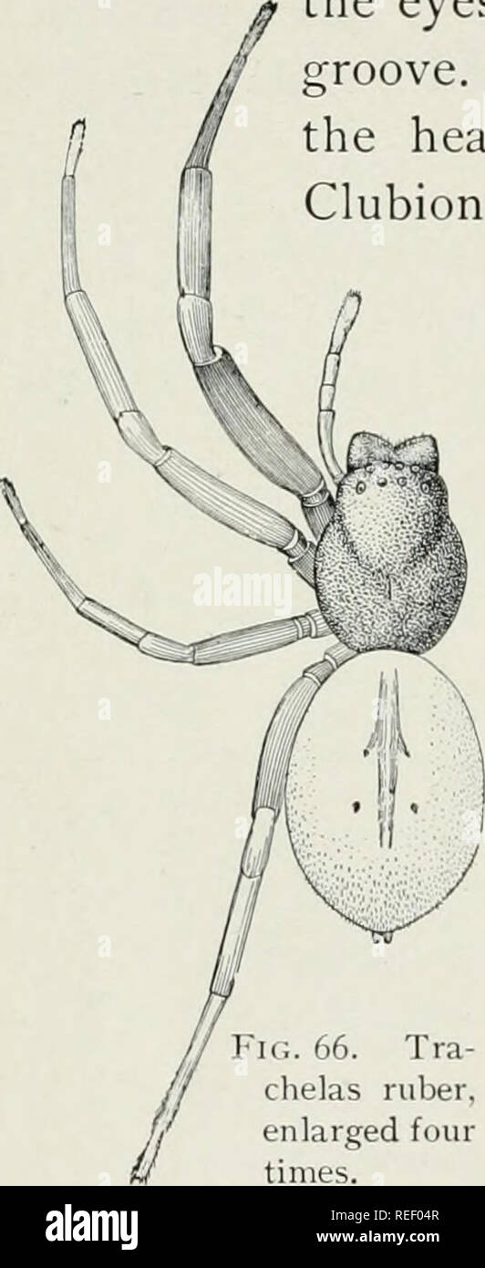 Die gemeinsamen Spinnen der Vereinigten Staaten. Spinnen. 20 DIE  GEMEINSAMEN spinnen Dysdera Farbe. Der Vorderleib fast so breit wie lang,  und breitesten gegenüber dem zweiten Beine. Der Kopf ist drei Viertel