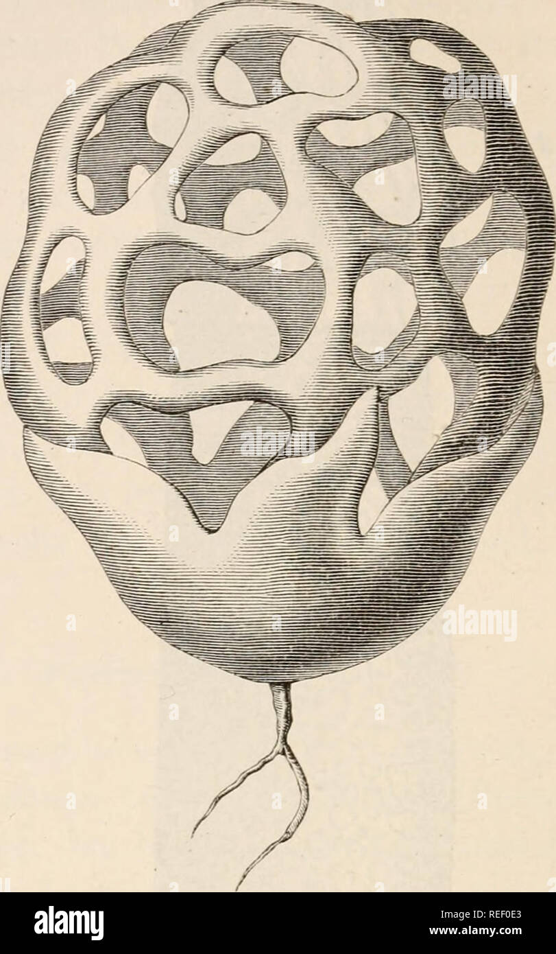 . Dr. L. Rabenhorst der Kryptogamen-Flora von Deutschland, Oesterreich und der Schweiz. Kryptogamen-- Deutschland; Kryptogamen - Österreich; Kryptogamen-- Schweiz. 868 Clathrus. Eeceptaculum Gitter-förmig, sterben Gleba uiiischliessend. Abb. 1. Clathrus cancellatus. Ueberreifer rruchtkörper (/ krombholz: etwas schematisch).. X €. Plialliis Michell (Gattungen Pflanze, Pag 201). F. zuerst eiförmig, geschlossen; Eeceptaculum cylindriscli, Stiel-förmig, sterben Gleba ein thunfischwadenfänger Spitze tragend, weiss oder röthlicii. Der Fruchtkörper von Phallus impudicus zeigt folgenden Bau. Solange derselbe noch sterben Eiforni b Stockfoto