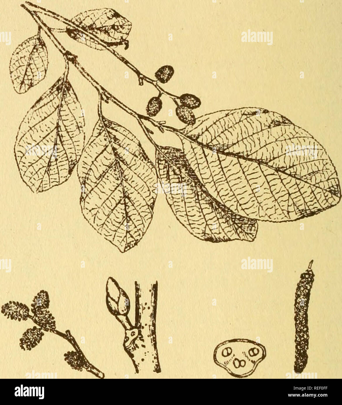 . Gemeinsame Bäume von New York. Bäume, Bäume. 62 Gemeinsame Bäume glatte Erle (Alnus rugosa, HPHE DuRoi) Sprengel GLATTE ERLE, Erle, ist gewöhnlich ein entlang von Bächen und anderen feuchten Orten. Es bleibt in der Regel ein Strauch, aber gelegentlich wird es 20 Fuß hoch. Die Blätter sind einfach, Alternative, verkehrt eiförmig, an der Spitze abgerundet, die an der Basis keilförmig geformt, Fein gezahnte entlang der Marge. Die Blumen ap-p e r, bevor die Blätter und werden von zwei Arten. Die Pollen - Lager oc-V cur in herabhängenden Quasten 2 bis 5 cm lang. Die seed-producing grünlich sind pur-Plish mit Scarlet Stile. Sie sind über die Ya eines Stockfoto