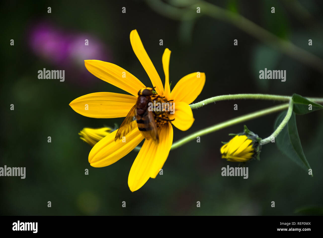 Gelbe Blumen Stockfoto