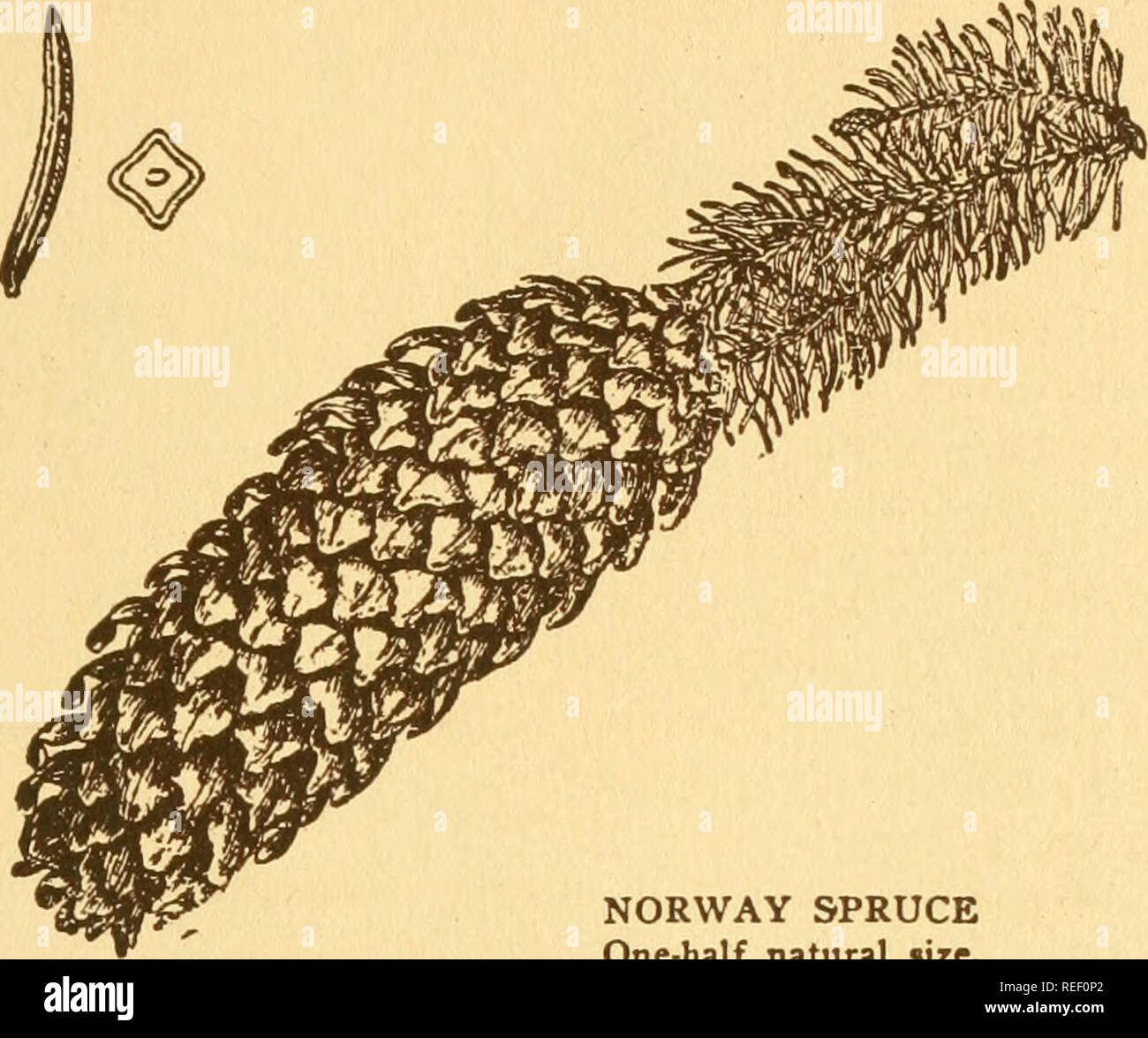 . Gemeinsame Bäume von New York. Bäume; Bäume. von New York 35 Fichten Picea Abies, (Linnaeus) Karsten FICHTEN ist nicht ein Eingeborener von New York, aber es hat so viel gepflanzt worden für Zierpflanzen und für - estry Zwecke ein, dass es als eingebürgerte Baum angesehen werden kann. In den letzten 25 Jahren viele Norwegen Fichten in allen Teilen von New York für Zierpflanzen und Wiederaufforstung Zwecke angebaut worden sein. Fichte eine halbe natürliche Größe. Die Blätter sind bis 1 Zoll^ Lang, 4-seitig, dunkelgrün, Spitzen und Zweige, die von kurzen und schlanken Stiel - wie Projektionen der Rinde. Die con Stockfoto