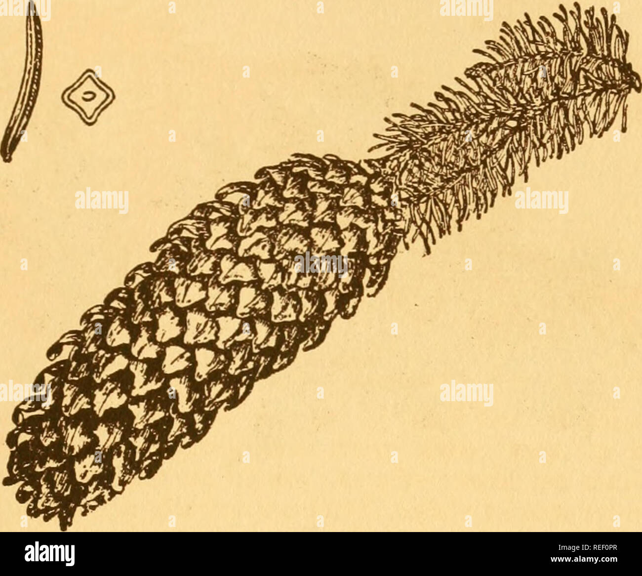 . Gemeinsame Bäume in Ohio: eine handliche Tasche Handbuch der Gemeinsamen eingeführt und Bäume von Ohio. Bäume - Ohio. Von Ohio 35 Fichten Picea Abies. (Linnaeus) Karsten Fichten nicht in Ohio, aber es wurde ausgiebig zu Zierzwecken gepflanzt worden und lokal für forstwirtschaftliche Zwecke, die in diesem Staat. Die Blätter sind H bis 1 Zoll lang. 4-seitig, dunklen Grün.. Fichte eine halbe natürliche Größe. Spitzen und Zweige, die von kurzen und schlanken Stiel - wie Projektionen der Rinde. Die Kegel arc 4 bis 7 Zoll lang, zylindrisch, ohne Stiel oder sehr kurzen - entstielt, in der Regel nach unten hängen ab Ende Stockfoto