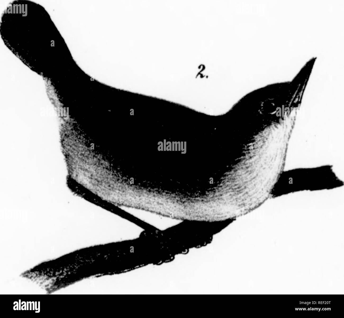 . Auf der Vögel von Pennsylvania Bericht: mit besonderer Berücksichtigung der Ernährungsgewohnheiten, die auf über vier tausend Magen Untersuchungen basieren. Vögel. /. Maryland Schnäpperrohrsänger. 1. Erwachsener; 2. Frau; 3. Junge männliche. X FARBE PLATTE. Bitte beachten Sie, dass diese Bilder sind von der gescannten Seite Bilder, die digital für die Lesbarkeit verbessert haben mögen - Färbung und Aussehen dieser Abbildungen können nicht perfekt dem Original ähneln. extrahiert. Warren, Benjamin Harry, 1858 -. Harrisburg: E.K. Meyers, Drucker Stockfoto
