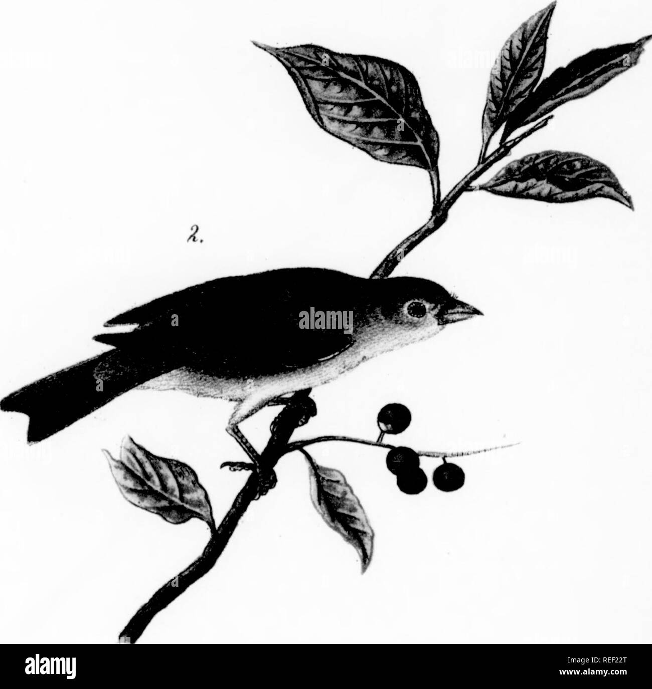 . Auf der Vögel von Pennsylvania Bericht: mit besonderer Berücksichtigung der Ernährungsgewohnheiten, die auf über vier tausend Magen Untersuchungen basieren. Vögel. I I I Scsiiiei Tanager. t. Männlich; 2. Frau. I-FARBPALETTE. Bitte beachten Sie, dass diese Bilder sind von der gescannten Seite Bilder, die digital für die Lesbarkeit verbessert haben mögen - Färbung und Aussehen dieser Abbildungen können nicht perfekt dem Original ähneln. extrahiert. Warren, Benjamin Harry, 1858 -. Harrisburg: E.K. Meyers, Drucker Stockfoto