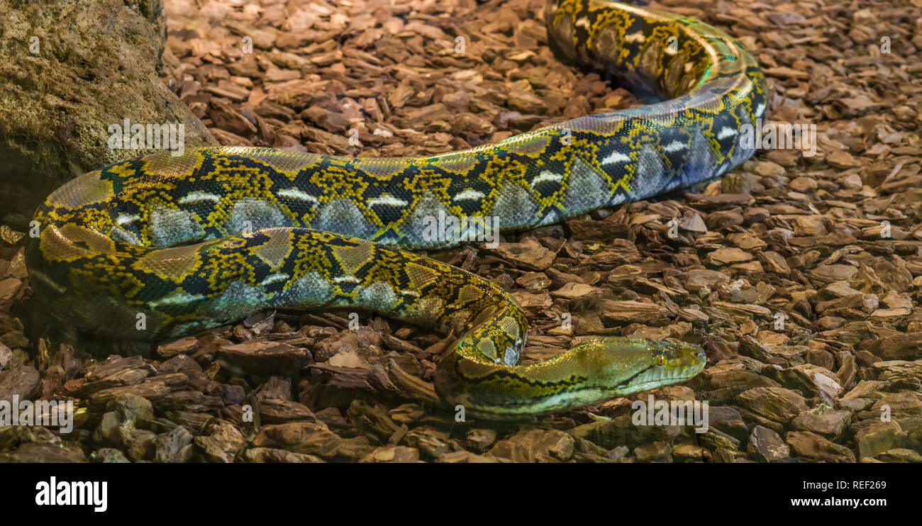 Netzartige pythons -Fotos und -Bildmaterial in hoher Auflösung – Alamy