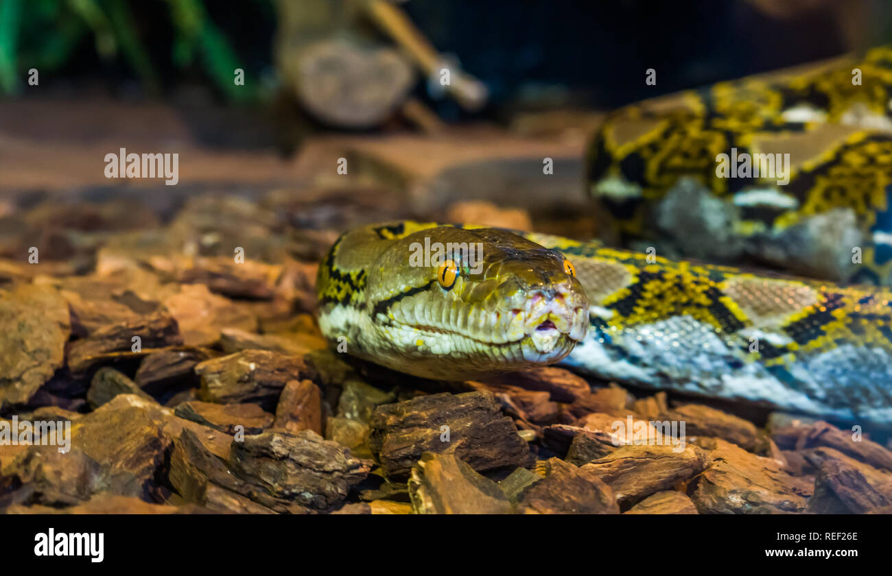 Netzpython Kopf in Nahaufnahme, schöne Schlange Gesicht mit gelben Augen, braunen und gelben Schlange, beliebte Reptil aus Asien Stockfoto