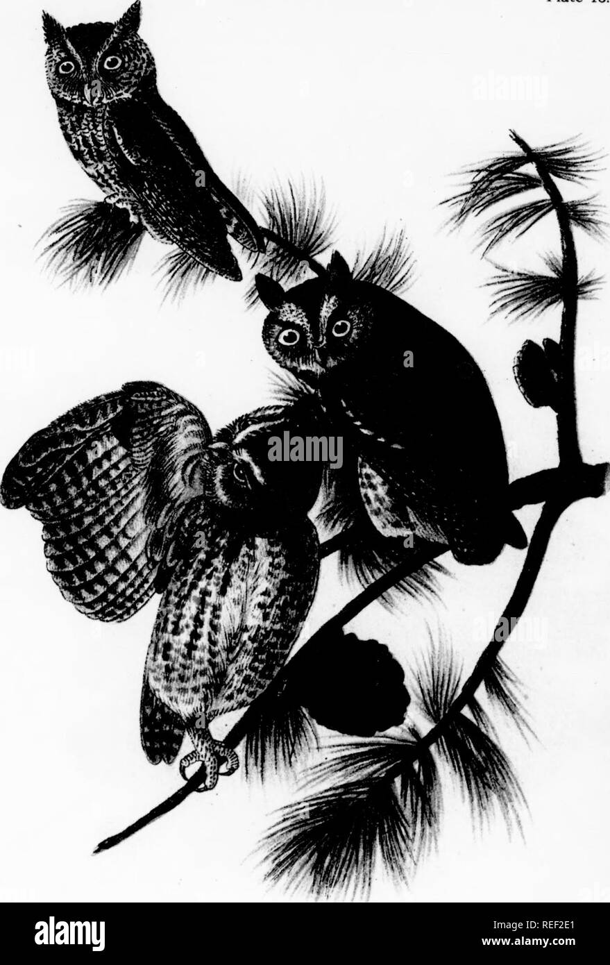 . Auf der Vögel von Pennsylvania Bericht: mit besonderer Berücksichtigung der Ernährungsgewohnheiten, die auf über vier tausend Magen Untersuchungen basieren. Vögel. 1 7 G BTEDS VON PENNSYLVANIA. Pakt wie eine Ente das Wasser zu widerstehen. Diese Vögel unterzogen werden deutliche Veränderungen der Gefieder mit Alter und Saison. Die Rechnungen sowie die rn Membranen der Zehen, alle unterscheiden sich in leichten Angaben, aber die Zehen in alle diese Arten sind durch die basale Web-sites united. Zwei Arten sind als Zucht nur in den arktischen Regionen aufgenommen, aber sie sind alle nach Süden im Winter und zwei migrieren, mindestens, dringen in den tropischen Ländern. Die phalaropes, Stockfoto