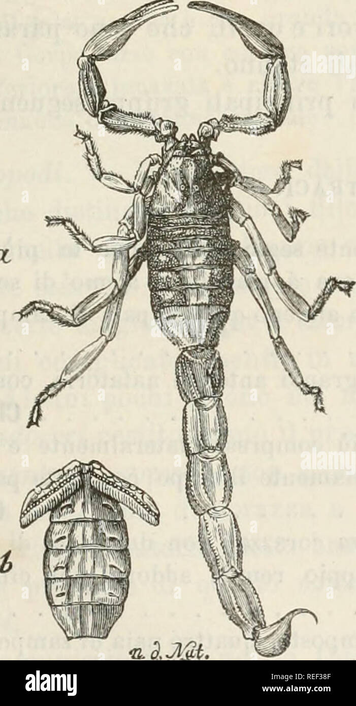 . Compendio della Fauna Italiana. Beschreibung elementare degli Animali pite originali. Zoologie. SCORPIONIDI. Fr... Aracnidi fanno Vita notturna, di giorno stanno pro Lo pivi na-scosti Sotto i Sassi, lungo Le Siepi, a piedi dei Muri e degli Alberi. Gli Scorpioni sono numerosi nelle Località calde e gemäßigt. Lo Scorpio europaeus, Ã¨ comune fra Noi sopratutto Nella regione Prealpina. Affine a Questa specie, (t" "n^^ fiMESaS yX ma di maggior Mole, Ã¨ il Bnihus occitanuft (Abb. 547) delle Regioni calde e specialmente dell'Afrika - tentrionale. Fu grandemente Esa. Bitte beachten Sie, dass Th Stockfoto