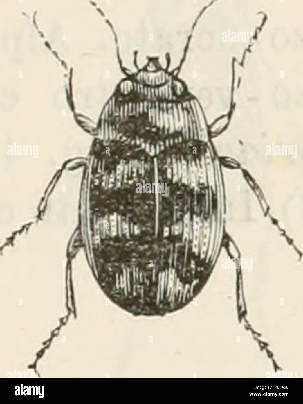 . Compendio della Fauna Italiana. Beschreibung elementare degli Animali pite originali. Zoologie. Abb. 417. Notiophilus aqiiaticus.. Abb. 418. Oinophron liinbatum. (2) I notiofili Stanno nei Luoghi umidi e Sotto Le Foglie od anche nei terreni sabbiosi e Vecchi; sono agilissimi (Abb. 417). (3) L'O. Umhatum (Abb. 418), specie nicht Rara nella sabbia Lungo i Fiumi, PV-Ã¨di Farbe giallo-pallido con macchie Verdi - metalliche (lungh. m. 0,0G). (4) Le numerose specie di questo genere Sono molto agili ed Amano stare Lungo le acque Sotto i Sassi, Sopratutto in Montagna; alcune specie si trovano fin Presso Stockfoto