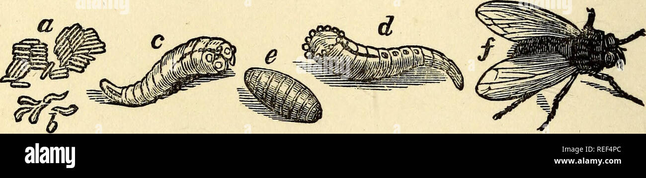 . Vergleichende Zoologie, strukturelle und systematische: für den Einsatz in Schulen und Hochschulen. Zoologie; Anatomie, Vergleichende; Physiologie, Vergleichende. t300 Vergleichende Zoologie, (Cerambycidce); und die zerstörerischen Rüsselkäfer (curculio-nidce), mit spitzen Schnauze. 5. Diptera, oder "fliegt", werden von der Rudi geprägt - Mentären Zustand der Paar Flügel behindern. Obwohl", sondern ein Paar, sie mit der Kraft des sehr schnellen Flug begabt sind. Während eine Biene bewegt seine Flügel hundert und 90 Mal in der Sekunde, und ein Schmetterling neun Mal, das Haus-fly macht drei Hundert Stockfoto