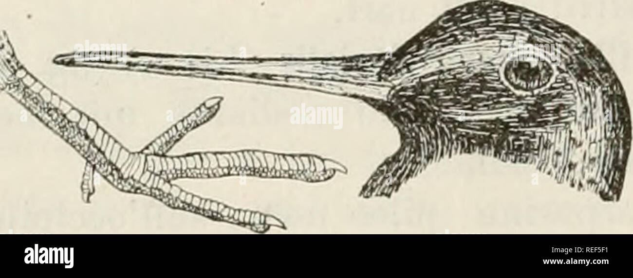 . Compendio della Fauna Italiana. Beschreibung elementare degli Animali pite originali. Zoologie. 54 TIPO PRIMO-VEUTEnr. ATI K*. Becco diritto con San Cipriano Picentino subcompresso; Ali; piÃ¹ Corte della coda Coda ar-rotondata, larga; Tarso eguale Al dito Medio. * Gola, Mezzo del Gozzo, petto, addome e fianchi Bianchi; piedi olivastri. (9) Euro tis AclÃ hypoleucus (Linn.). e'"'. Becco lungo una volta e Mezzo circa la Testa; Coda troncata arrotondata. * Parti superiori olivastro - nericcie, macchiettate di bianchiccio; sopracoda Bianco; metÃ basilare delle timoniere Bianca, metÃ estrema con larghe trasv fascie Stockfoto