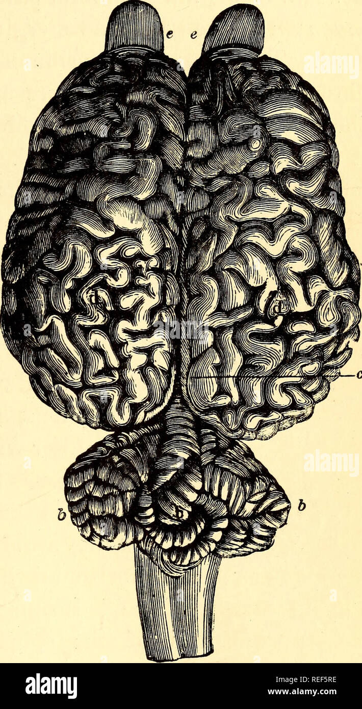 . Vergleichende Zoologie, strukturelle und systematische: für den Einsatz in Schulen und Hochschulen. Zoologie; Anatomie, Vergleichende; Physiologie, Vergleichende. Das Nervensystem. 171 Die graue Fläche. Die Windungen vermehren und vertiefen wir das Ausmaß der Größe und Intelligenz aufsteigen, die sehr komplex in der Elefanten und Wale, Affe und Mensch. Sie sind in der Regel die Intelligenz des Tieres proportioniert; doch die Gehirne der Hund und Pferd sind glatter als die der Schafe und Don-Taste. Offenbar die Qualität der grauen Mat-ter berücksichtigt werden müssen. Speichern in den Knochenfischen, die Cere-brum ist t Stockfoto