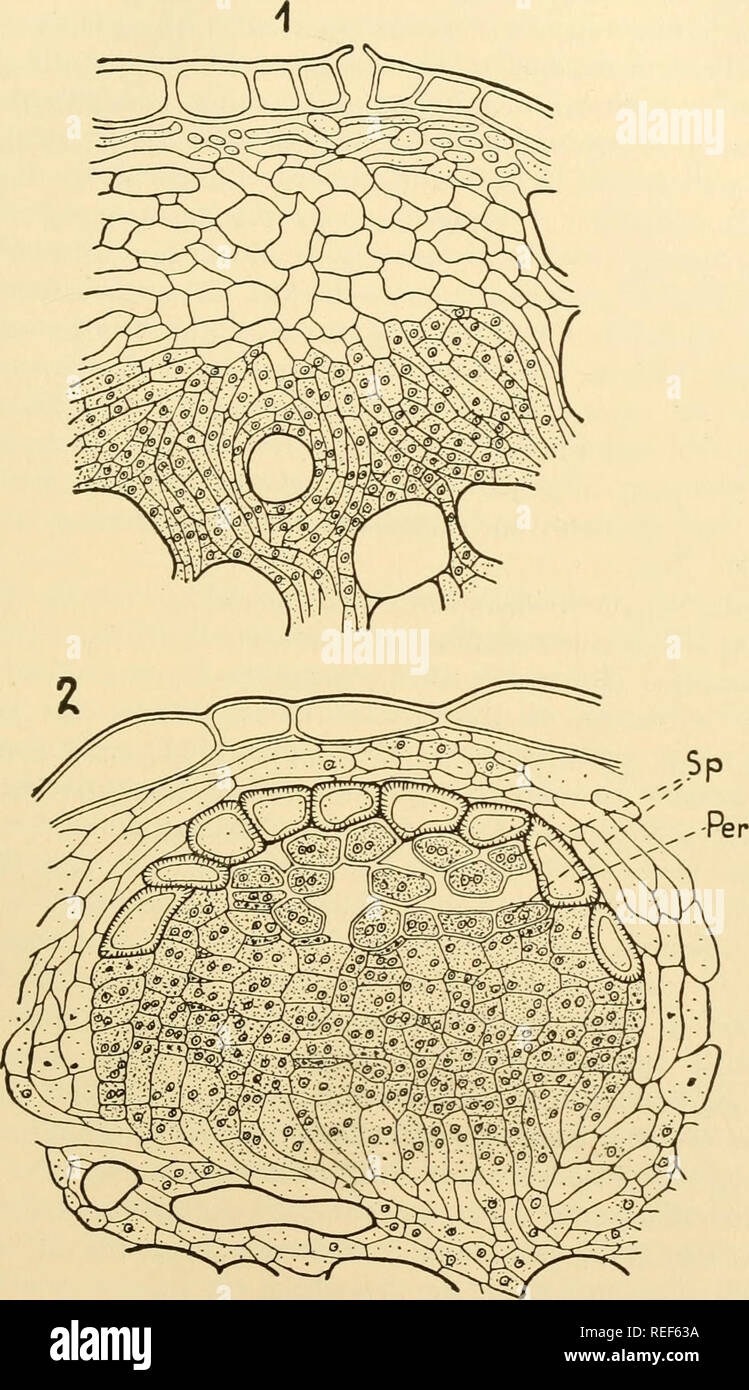 . Vergleichende Morphologie der Pilze. Pilze. 559 ribicola UREDINALES (Colley, 1918), C., C. Comptoniae pyriforme (Adams, 1919), uromyces Caladii (Christman, 1905; Fromme, 1914), Puccinia Caricis und S. Pruni spinosae-(Kursanov, 1922), die Hyphen der Knoten angeordnet sind. Abb. 376,- uromyces Poae. 1. Junge aecidium. Fruchtbare Zellen vor und sterilen Degeneration Zellen nach unten. 2. Unreife aecidium mit peridium, Per, und unreifen aeciospores, Sp. (X415; nach Blackman und Fraser, 1906.) in einem mehr oder weniger Palisade Struktur und sind in der Regel auf der Ebene der Epidermis senkrecht in ein paar sp Stockfoto