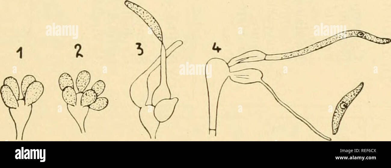 . Vergleichende Morphologie der Pilze. Pilze. POLYTORALES 431 Nach dem Formen der verschiedenen Serien, an denen Sie sich entwickeln. In diesem Sinne sind die folgenden zehn Familien, deren Zeichen im Verlauf der Diskussion gegeben werden, sind unterschiedlich. Ihre wahrscheinliche Zusammenhänge sind in der Regelung auf Seite 430 gegeben. Tulasnellaceae. - vielleicht in Tulasnella haben wir ein Beispiel für den Übergang von der endogenen Sporenbildung von typischen Ascomyceten auf die Exogenen Ausbildung in den Basidiomyceten. Die Familie stellt eine Reihe mit schrittweisen Anpassung an den Parasitismus, begleitet von der En Stockfoto