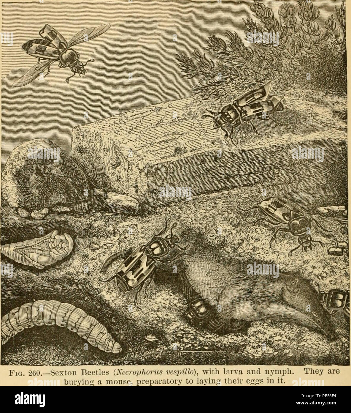 . Vergleichende Zoologie, strukturelle und systematische. Für den Einsatz in Schulen und Hochschulen. Zoologie. 288 Vergleichende Zoologie.. club-förmige anteniise; die Gohath Käfer (Scarahceus), die Giganten der Ordnung, die Riß-bugs {Elater); der Blitz-bugs {Pyroj&gt; hurus); die gefleckte Lady - Vögel {Kokken 7 iella) die auffälligen Langhörnigen Käfer (6 VM7"%&- lt;?- idce); und die zerstörerischen Rüsselkäfer {Curculionidie mit. Schnauzen hingewiesen. 5. Dijpters, oder "fliegt", werden von der Rudi geprägt - Mentären Zustand Der liinder Paar Flügel. Obwohl also, sondern ein Paar, sie sind begabt Stockfoto