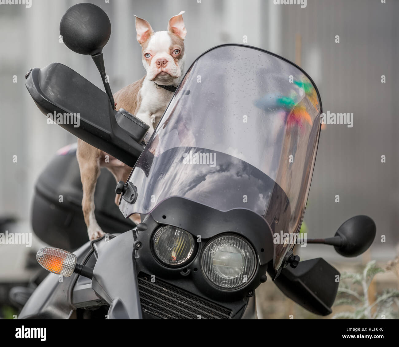 Hund auf dem motorrad Fotos und Bildmaterial in hoher Auflösung Seite 2 Alamy
