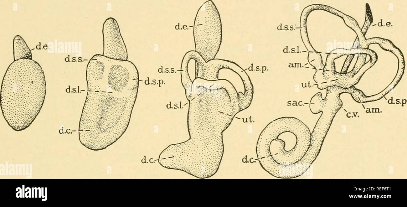 . Vergleichende Anatomie. Anatomie, Vergleichende. Die SINNESORGANE 603 durch die Dehnung und Spirale Verdrehen der ventralen Teil der Vesikel, die Cochlear Kanal gebildet wird. Die dorsale Teil der Vesikel, nach der Auswuchs des endolymphatischen Leitung wird zum UTRICULUS. Die beiden vertikalen Kanäle entwickeln sich aus einem Dorsalen hohlen outpocketing des Utriculus; aber die seitliche hohlen Auswuchs, aus dem die horizontale halbrunde Kanal ergibt sich später entwickelt, wie seine phylogenetische Geschichte erwartet werden. Jeder halbrunde Leitung wird durch eine teilweise Verschmelzung der seitlichen Wände der es gebildet Stockfoto