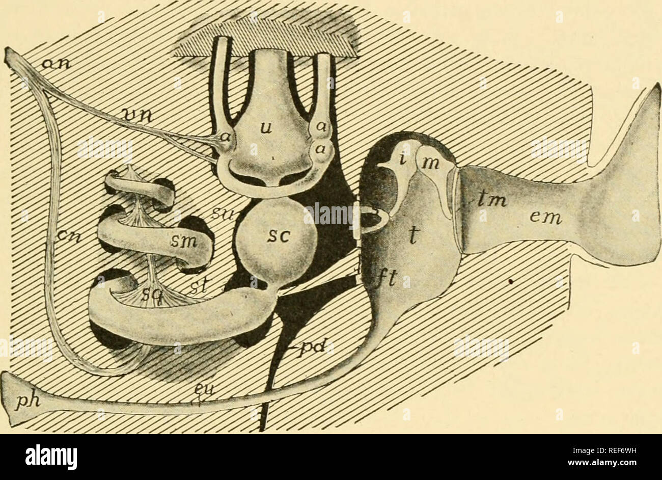 . Vergleichende Anatomie. Anatomie, Vergleichende. Die SINNESORGANE 595 der Haarzellen, welche die sensorischen Elementen der Orgel stimulieren. Der sand gelegentlich ersetzen die otolithen. Die Vielfalt der statischen Organen in der Wirbellosen ist jedoch so groß, dass wir müssen feststellen, dass sie unabhängig voneinander in den verschiedenen Gruppen erworben wurden. Die Tatsache, dass ähnliche statocysts in so unterschiedlichen Formen auftreten, wie Stachelhäuter, Weichtiere, Ringelwürmer und in die gleiche Richtung weist. Auditive Organe nicht in wirbellosen Wassertieren nachgewiesen wurde. In der Tat, es ist nicht nachgewiesen, dass alle Fische ca Stockfoto