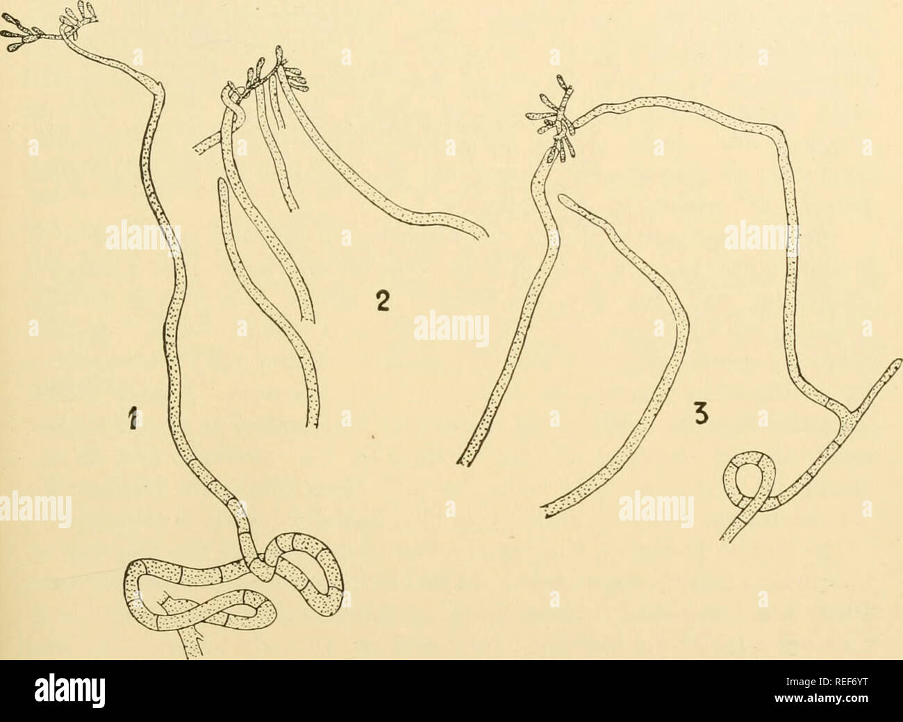 . Vergleichende Morphologie der Pilze. Pilze. PEZIZALES 351 wandert in
