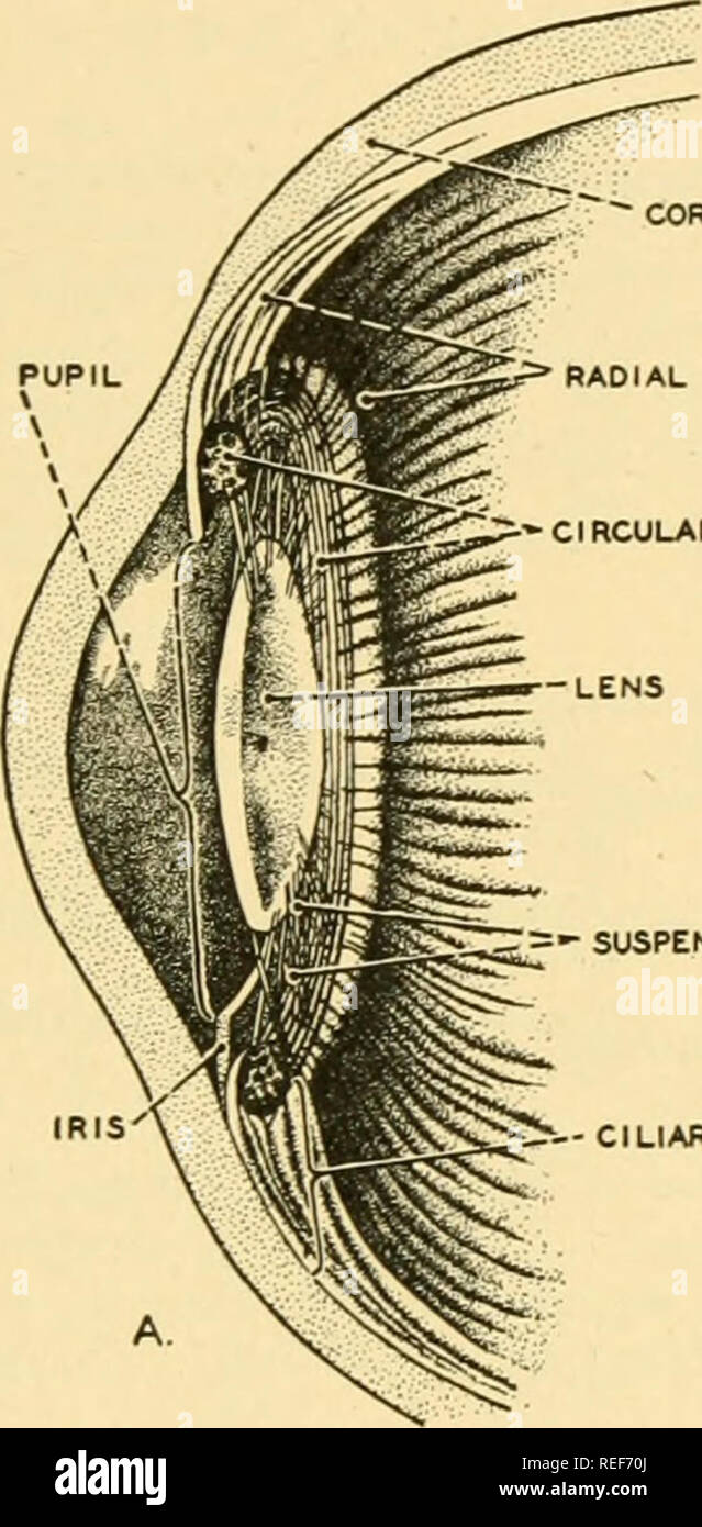 . Vergleichende Anatomie. Anatomie, Vergleichende. Die SINNESORGANE:) "D Humor und Netzhaut. Die gekrümmte Hornhaut dient Lichtstrahlen zusammenlaufen, und die Linse erhöht die Konvergenz. Die Linse ist eine bikonvexe durchscheinend und elastischer Körper mit einer elastischen Kapsel umgeben. Fasern, die von der Peripherie der Linse des Ziliarkörpers Form eine aufschiebende Ligament, mit denen die Streuscheibe in Position hält zurück der Iris erweitern. Des ziliarkörpers ist ein Ring von Gefäß- und Muskelgewebes, Keil - im Querschnitt, welche Projekte in den Hohlraum des Auges - Kugel, Gerade zurück von der Iris geprägt. Die ciliary Muskeln, Stockfoto