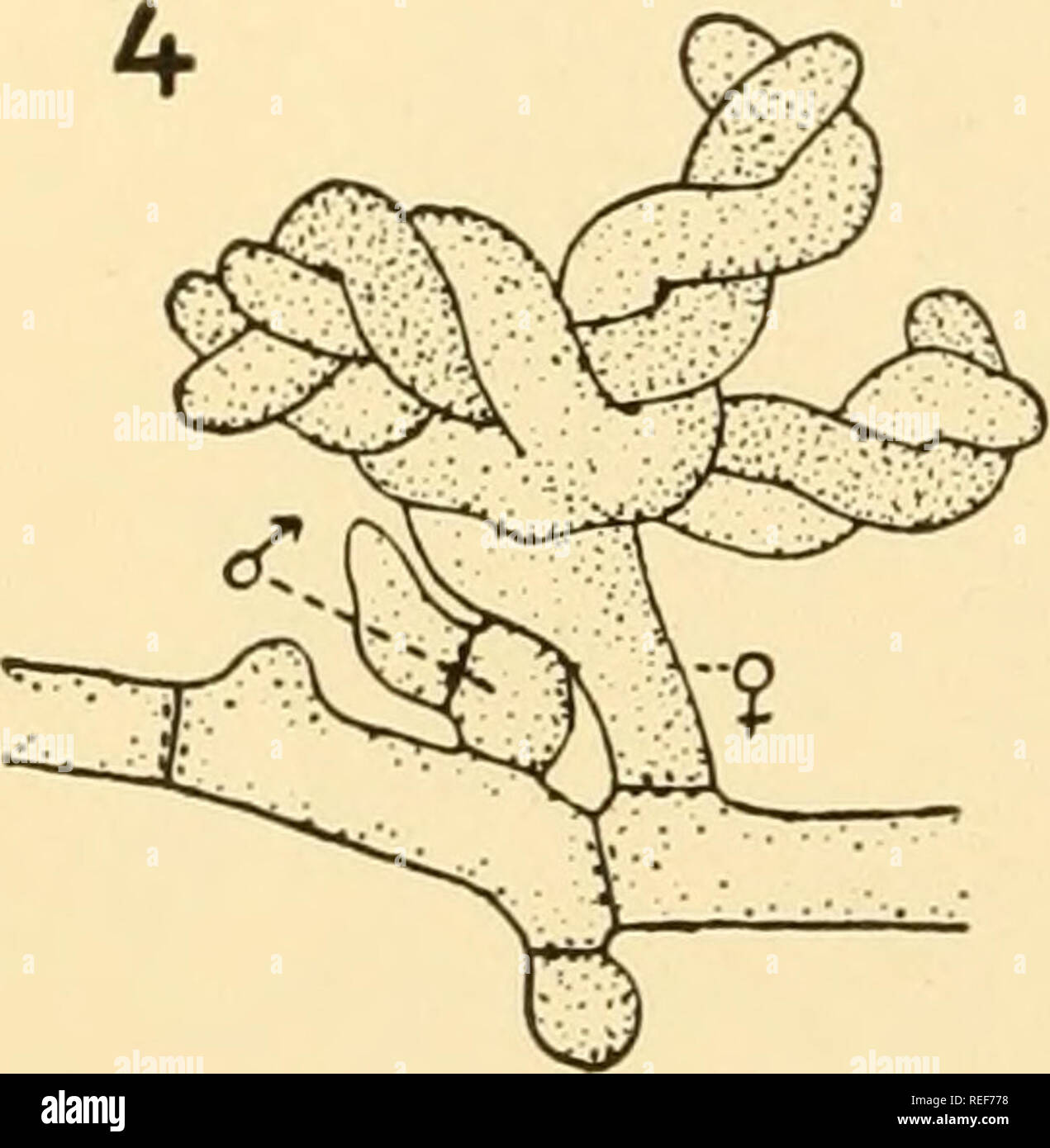 . Vergleichende Morphologie der Pilze. Pilze. . Bitte beachten Sie, dass diese Bilder sind von der gescannten Seite Bilder, die digital für die Lesbarkeit verbessert haben mögen - Färbung und Aussehen dieser Abbildungen können nicht perfekt dem Original ähneln. extrahiert. Gäumann, Ernst Albert, 1893-1963; Dodge, Carroll, William, 1895 -. New York [etc. ] McGraw-Hill Book Company, Inc. Stockfoto