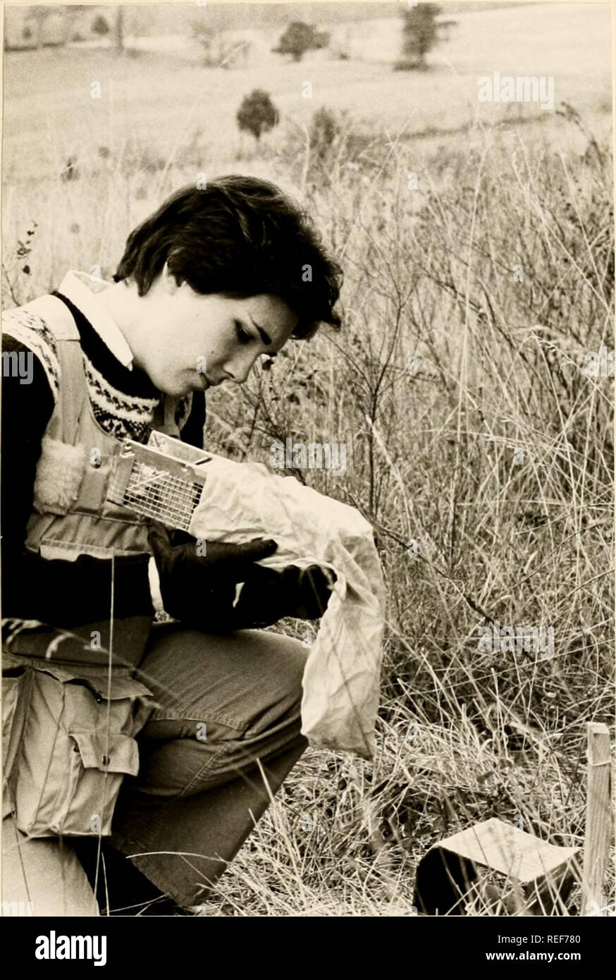 . Ein Vergleich von kleinen Säugetieren der Laubwald und altes Feld Lebensräume von Sweet Briar, Virginia. Sweet Briar College; Säugetiere; Säugetiere; Nagetier Populationen Säugetier Populationen. 19. Foto 5. Maus von Trap entfernt. Bitte beachten Sie, dass diese Bilder sind von der gescannten Seite Bilder, die digital für die Lesbarkeit verbessert haben mögen - Färbung und Aussehen dieser Abbildungen können nicht perfekt dem Original ähneln. extrahiert. Harold, Katharina E., 1957 -. Stockfoto