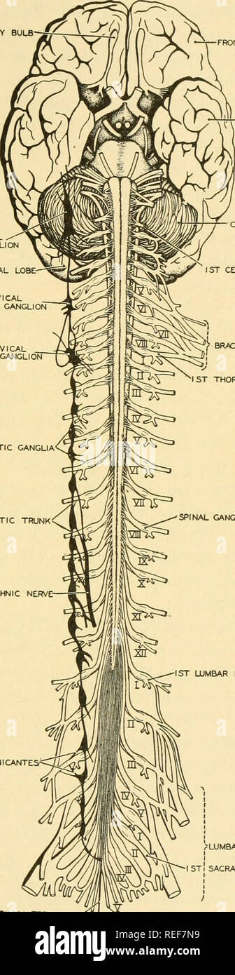 . Vergleichende Anatomie. Anatomie, Vergleichende. Das NERVENSYSTEM 531 RIECHKOLBEN-OCCIPITAL LOBE-sympathischen Ganglien" RAMI COMMUNICANTE. FROrvTTAL LDBE SYMPATKETIC TRUNK SPLANCHNIC NERVE -- SCHLÄFENLAPPEN KLEINHIRN 1 ST ZERVIKALEN NERVEN ^J Plexus brachialis 1 ST THORAKALE NERV GANGLION SPINALE 1 ST LUMBALEN NERV; lumbaler Plexus sakralen Nerven Filum terminale''''COCCYGEAL NERV Abb. 439. - das Gehirn und das Rückenmark des Menschen in der ventralen Aspekt in Bezug auf die Nervenwurzeln und der Chef der autonomen Ganglien gezeigt. (Gezeichnet von Morris, nachdem Allen Thomson.). Bitte beachten Sie, dass diese Bilder aus Scan extrahiert werden Stockfoto