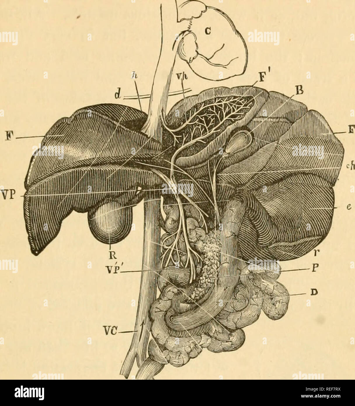 . Vergleichende Zoologie, strukturelle und systematische. Für den Einsatz in Schulen und Hochschulen. Zoologie. Die Sekretion und Ausscheidung. 12 ^ Teil in tlie verdauungsfördernden Prozeß, es ist das Zerlegen von Materie Mltered aus dem Blut, und wenn Sie nicht aus tlie System werfen. Pio. 92. âLiver des Hundes, F, F, D, daodenum und Darm; P, pniicreas. r, Milz; e, Magen;/, Rektum; R, die rechte Niere; B, Gallenblase;&lt;/(, Cj-STIC-Kanals; F, lobe der Leber seziert Verteilung der Pfortader, VP und Lebervene, vh zu zeigen; d, Membran; VC, Vena cava; C, Herzen. produziert Gelbsucht. Es ist von der hicteals resorbiert, aber Fina Stockfoto