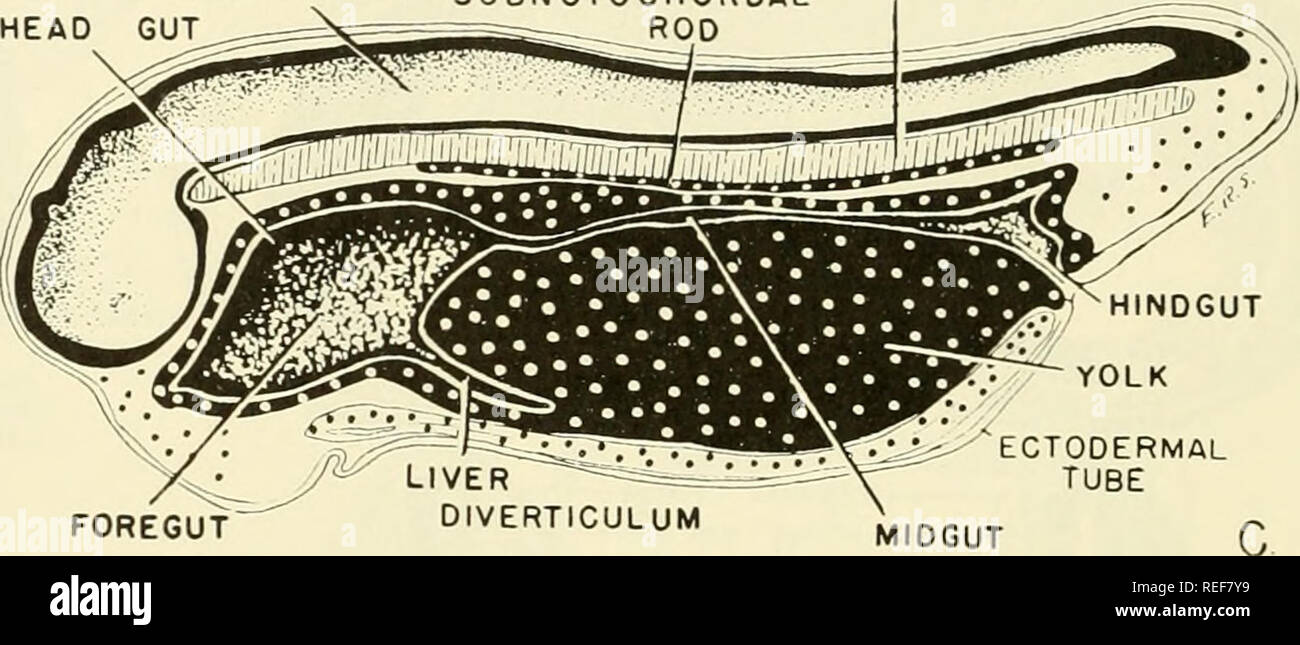 . Vergleichende embryologie der Wirbeltiere; mit 2057 Zeichnungen und Fotos. Als 380 Illus gruppiert. Wirbeltiere - Embryologie; Vergleichende Embryologie. Mündliche EVAGINATION MÜNDLICHE SUCKER NEURALROHR KOPF DARM SUBNOTOCHOROAL STANGE VENTRALEN MESODERM Chorda dorsalis. Vorderdarm MITTELDARM Abb. 225. Struktur von 3'/2- bis 4-mm. Embryo von Rana pipiens (ca. acht Paare der Somiten vorhanden sind). (Siehe Abb. 226 A und B für vergleichbare externe Blick auf Laterale und ventrale Aspekte der 5-mm-., Rana sylvatica Embryo.) (A) Externe dorsalansicht. (B) mittlere sagittale Ansicht. (C) Gleiche, wichtige Organ- Bereichsbildung. Angerissen als neurula, e Stockfoto