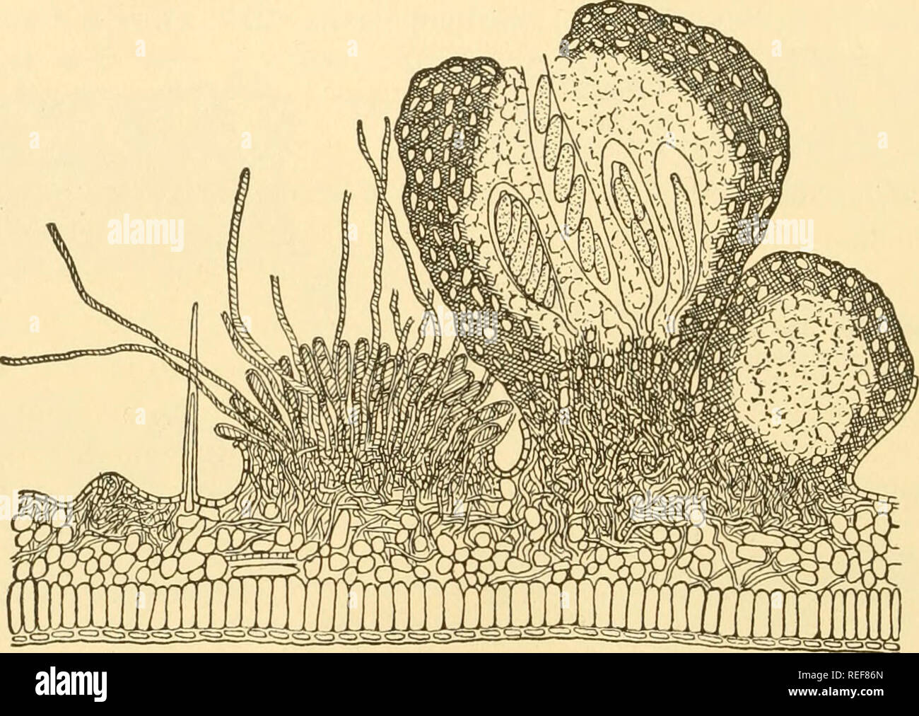 . Vergleichende Morphologie der Pilze. Pilze. 218 VERGLEICHENDE MORPHOLOGIE DER PILZE bei Fälligkeit die Papillen brechen ab und der conceptacle Parenchym, möglicherweise weiterhin über die Asci, wird aufgelöst, so dass die Spitzen der Asci frei sind. Wie Meliola und Parodinopsis des Perisporiaceae, so auch der Botryosphaeria perithecia Dothioraceae hat, dessen Ort der Öffnung typisch ist. Sie sind jedoch nicht durch die Poren, sondern von histologisch differenzierte Teile des Stromas, die wegen der Anordnung der dehiszenz Zonen, leichter Weg zerbröckelt sind offen. B. Ribis bewirkt, dass die johannisbeere Zuckerrohr blight (Gro Stockfoto