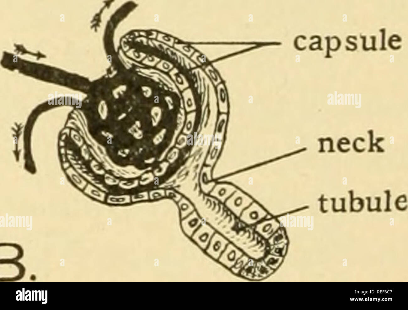 . Vergleichende Anatomie. Anatomie, Vergleichende. posterior Kardinal