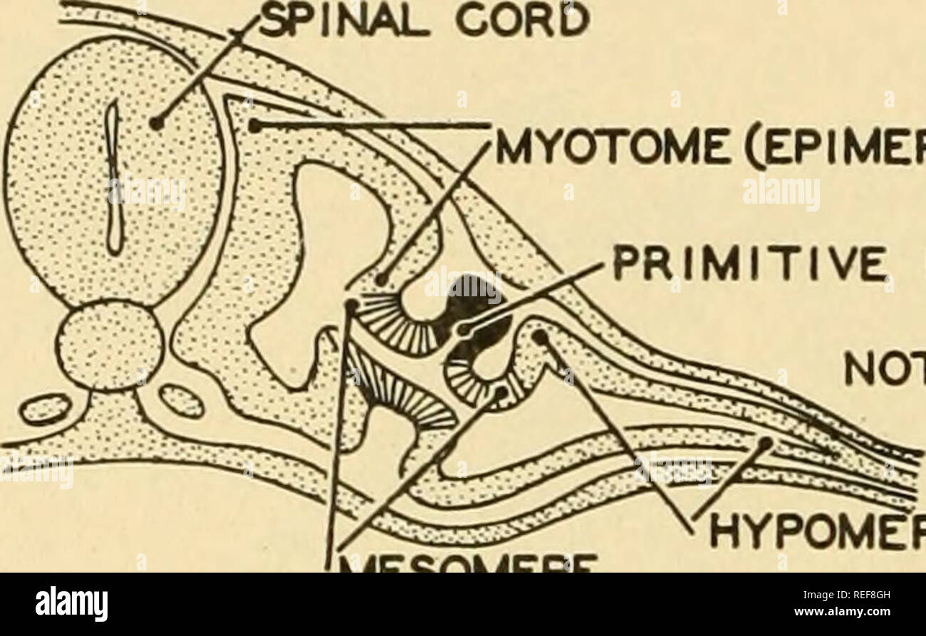 . Vergleichende Anatomie. Anatomie, Vergleichende. 430 vergleichende