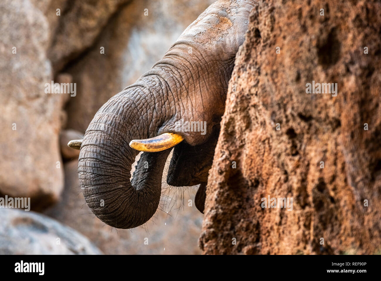 Afrikanische mann Elefant. Stockfoto