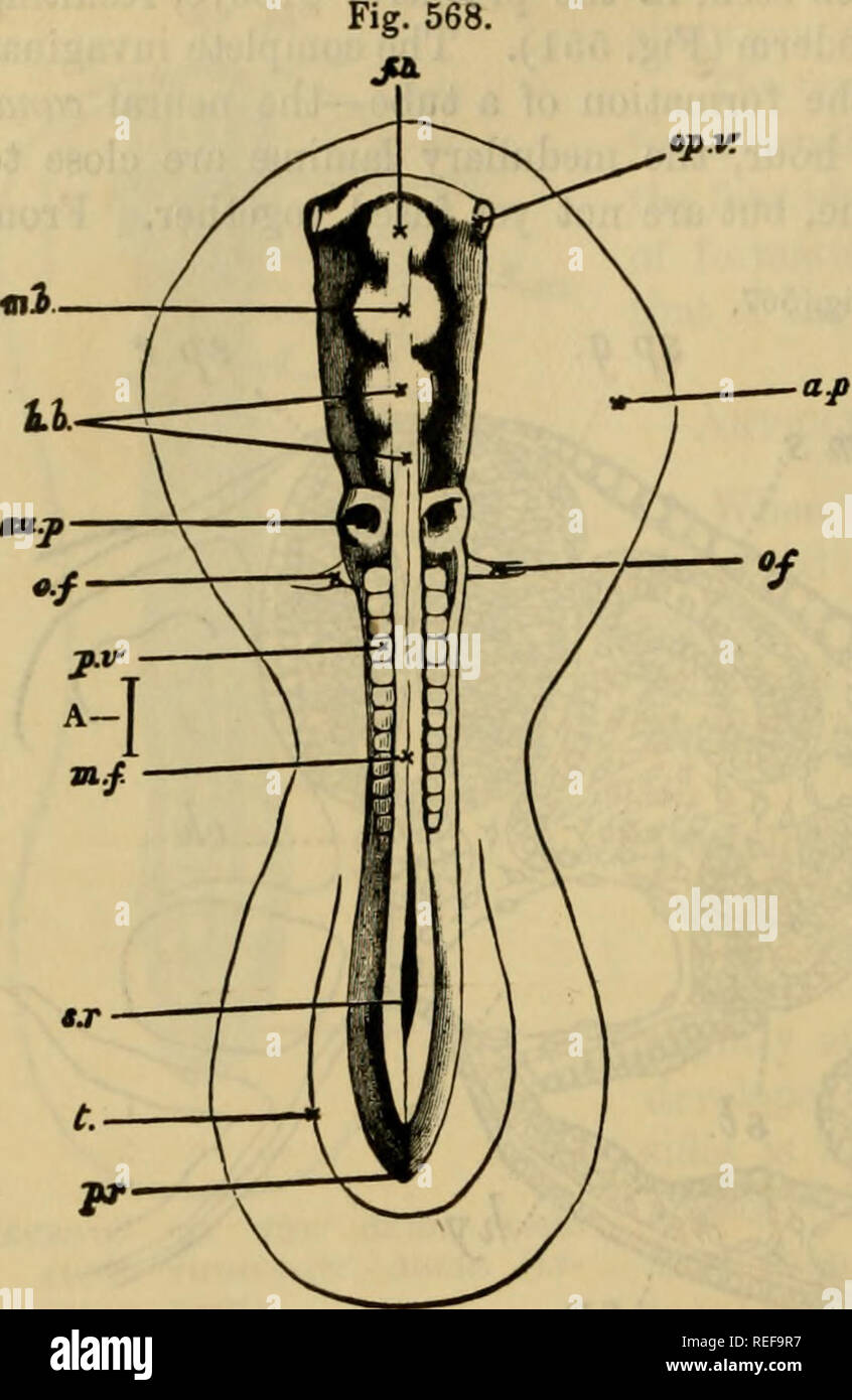. Die vergleichende Anatomie der domestizierten Tiere. Veterinär Anatomie. 1034 Embryologie. Die mittlere zerebrale Vesikel gibt Herkunft auf die zerebrale crura, den Corpora quadrigemina, und das Aquädukt von sylvius oder mittleren Ventrikel. Es verdient die Vesikel der Corpora quadrigemina des nahen Gehirn genannt zu werden. Die dritte vesikel wird verdoppelt, die Zerebellare blasen, oder posterioren Gehirn, aus denen sich das Kleinhirn, und die Blasen der Medulla oblongata, die diese Stelle verursacht. Die mittleren Blasen ist, dass die beim ersten, erhöht am schnellsten in Band; es bald, jedoch Stockfoto
