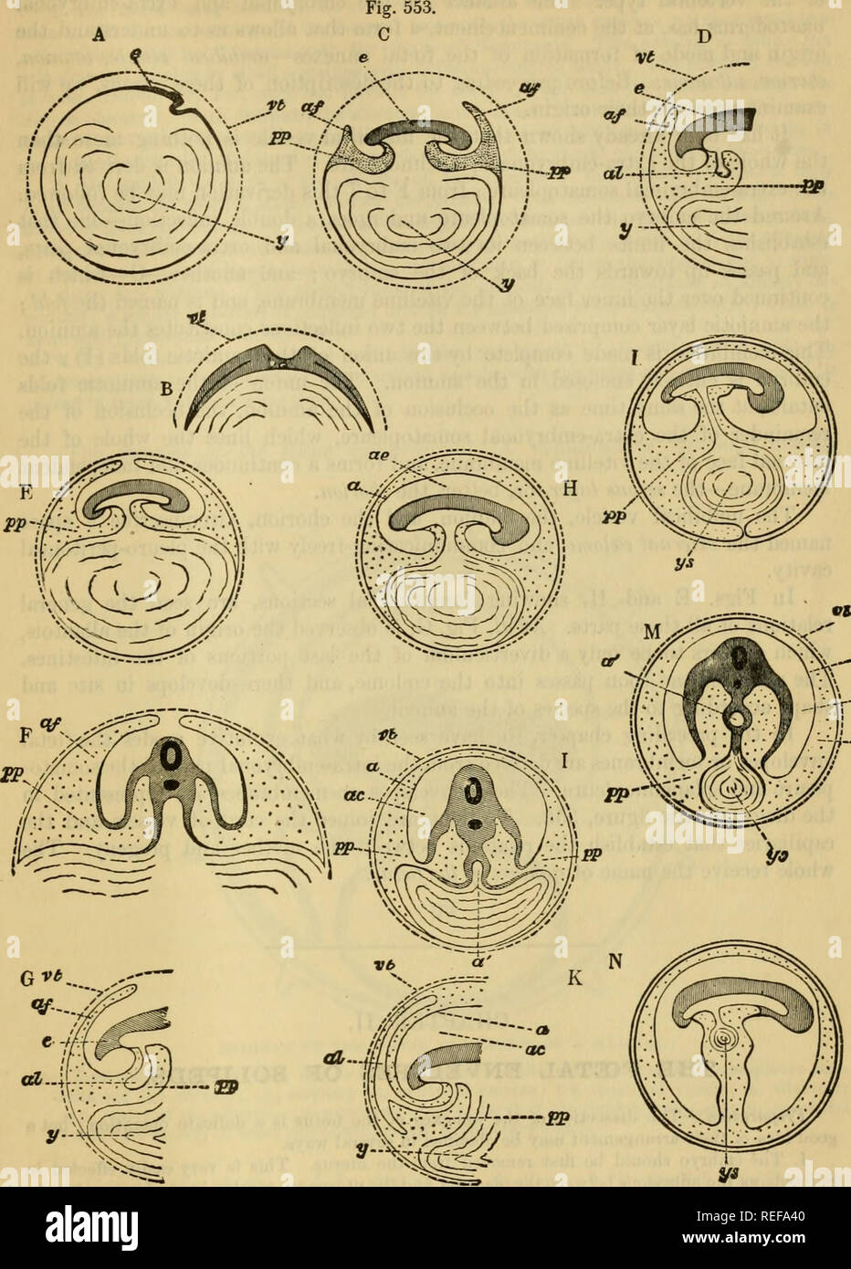 . Die vergleichende Anatomie der domestizierten Tiere. Veterinär Anatomie. Die allgemeine Richtung der Entwicklung. 1015. --W VON A BIS N IST EINE REIHE VON SCHEMATISCHE ÜBERSICHTEN ÜBER DIE ART UND WEISE, IN DER DER EMBRYO UND DIE UMSCHLÄGE GEBILDET WERDEN. ttt, vitelline Membran; e, Embryo; pp, lungenseuche Bauchhöhle; af, Falten des Amnion; a, Amnion ordnungsgemäße; ae oder ac, Buchse mit dem Liquor amnii; al, allantois; ein "verdauungsfördernde Tabe; 9 oder Ys, vitellus, oder vitellin Sac.. Bitte beachten Sie, dass diese Bilder aus gescannten Seite Bilder, die digital für die Lesbarkeit erhöht worden sein können extrahiert werden - Färbung Stockfoto