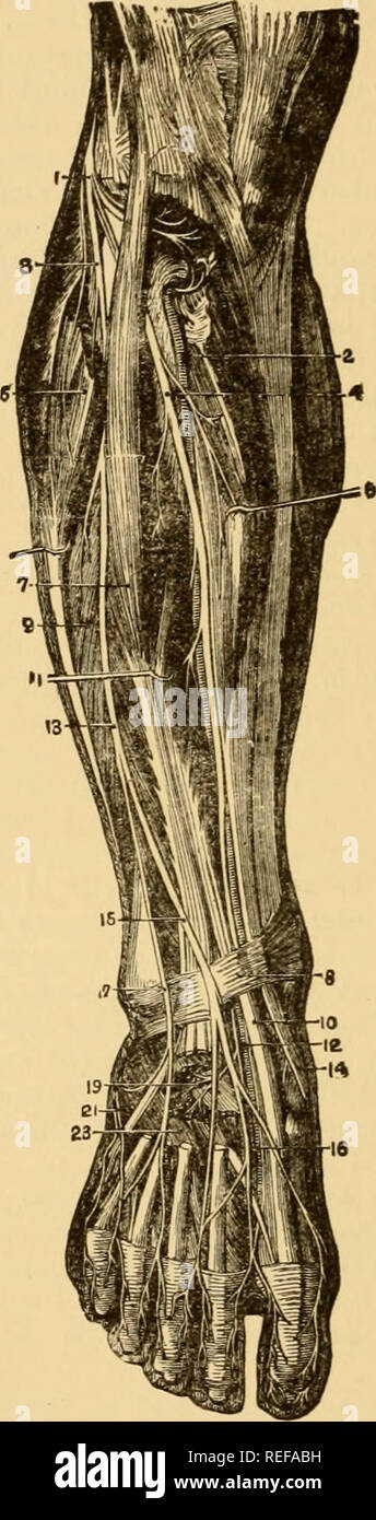 . Die vergleichende Anatomie der domestizierten Tiere. Pferde; Veterinär Anatomie. HERVKS. Â Der POSTERIOREN ASPEKT DES MENSCHLICHEN BEIN. 1, Arteria poplitea; 2, große Ischiasnerv; 3, adductor Magnus; 4, Bizeps; 5, Superior interne Gelenkknorpel Arterie; 6, externe Pop-liteal Nerv; 7, Gastrocnemius (Schnitt); 8, anterior tibial Artery; 9, Sehne von semi-membranosiis; 10, peroneus Longus; 11 sural Arterien und Nerven; 12, Peronaeus Arterie; 1'5, intern poplitea Nerv; 14, tibialis posticus; 15, Teil der Soleus; 18, ptToiieus brevis; 17, 18; popliteus, flexor Lon&gt; 4 uns Pollicis; 19, hinterer tib Stockfoto