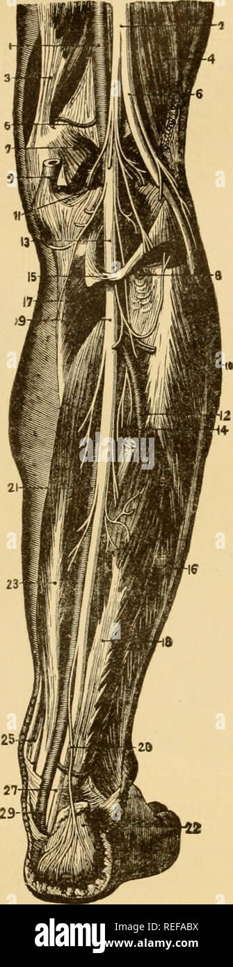 . Die vergleichende Anatomie der domestizierten Tiere. Pferde; Veterinär Anatomie. 884 DIE NERVEN. Von den großen Sciatic Kerbe (bzw. foramen) und gibt ihm durch die geringeren; innerhalb der ischiatia Fi?. 477. Abb. 478.. HERVKS. Â Der POSTERIOREN ASPEKT DES MENSCHLICHEN BEIN. 1, Arteria poplitea; 2, große Ischiasnerv; 3, adductor Magnus; 4, Bizeps; 5, Superior interne Gelenkknorpel Arterie; 6, externe Pop-liteal Nerv; 7, Gastrocnemius (Schnitt); 8, anterior tibial Artery; 9, Sehne von semi-membranosiis; 10, peroneus Longus; 11 sural Arterien und Nerven; 12, Peronaeus Arterie; 1'5, intern poplitea Nerv; Stockfoto