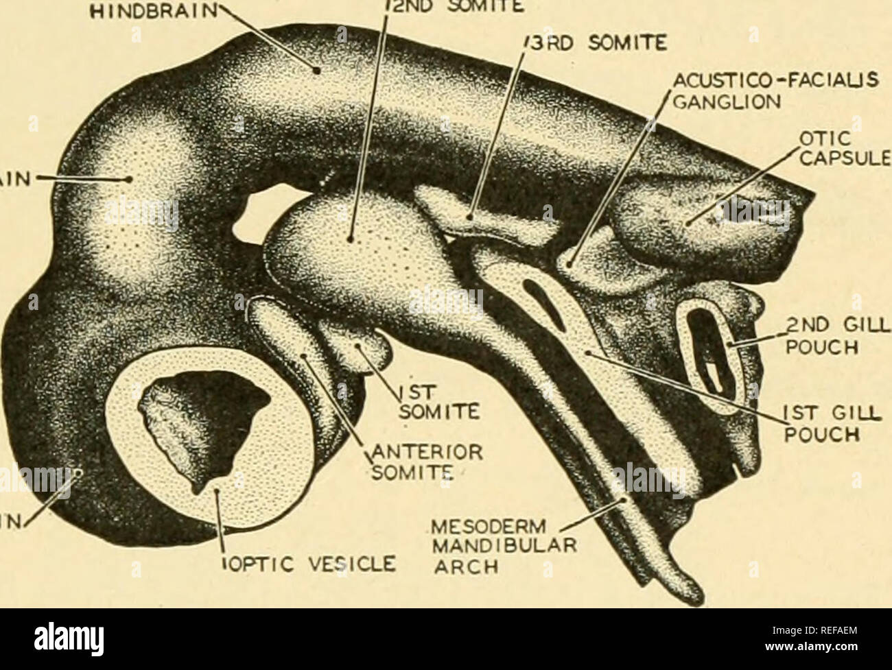 . Vergleichende Anatomie. Anatomie, Vergleichende. Das muskulöse System 267 in dotsal und ventralen Metaboliten. Weitere Trennung und Vertreibung folgte die Erweiterung der Optik und Otisch Vesikel. Auf diese Weise können schließlich, zwei Sätze von Muskeln, einem dorsalen und einem ventralen, wurden in unmittelbarer Nähe zu der Erweiterung der optischen Vesikel, mit denen sie schließlich funktional zugeordnet wurde. Während die phylogenetische Transformation der Myotome in Augenmuskeln bemerkenswerte Veränderungen in ihren Nerv Beziehungen kommen. Während die ersten Myotome behält während Phylogenese seine primäre Verbindung mit t Stockfoto