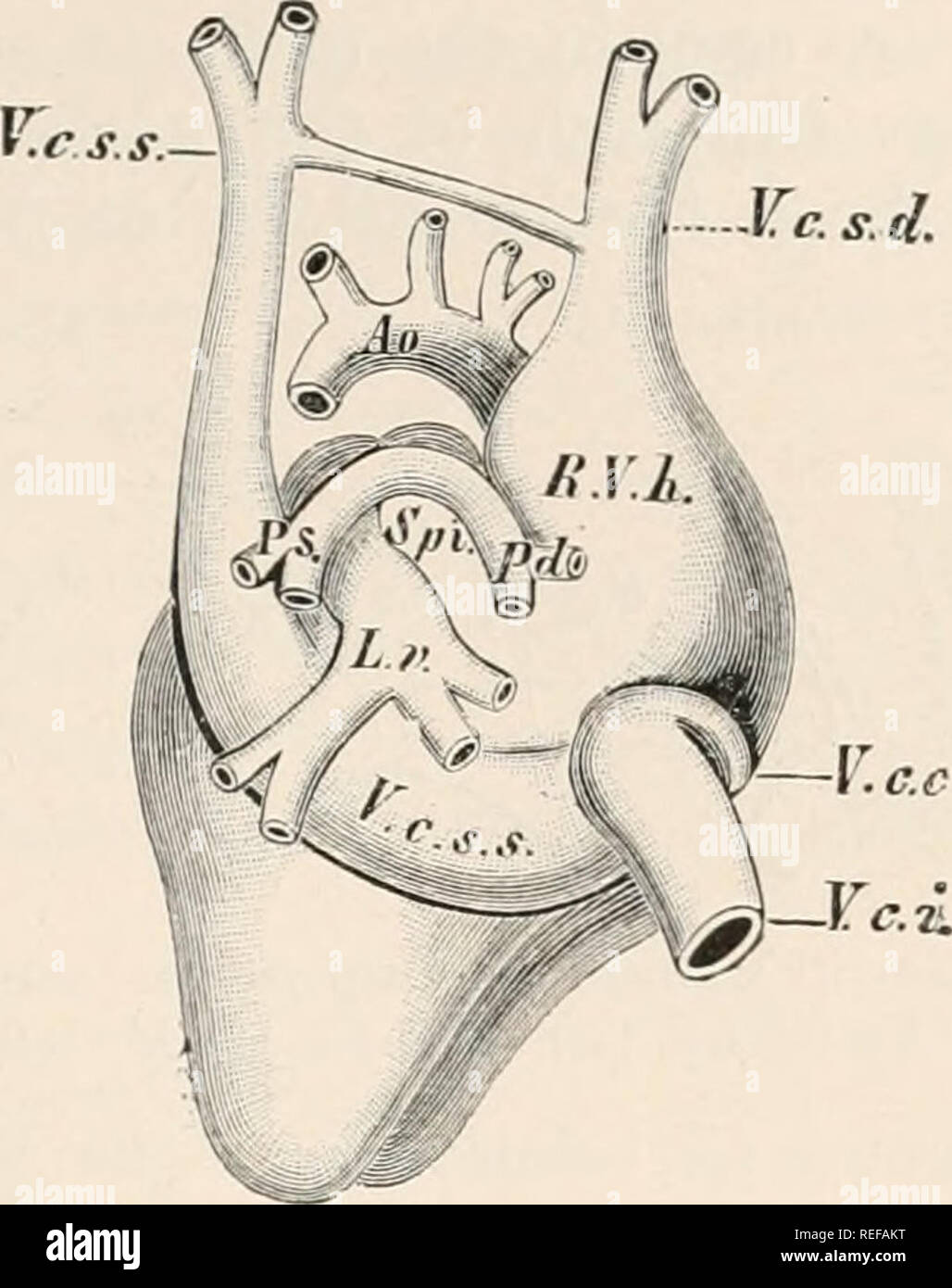 . Vergleichende Anatomie der Wirbeltiere. Anatomie, Vergleichende; Wirbeltiere. Herz 413 zum Einsatz kommen, seine Position noch erkannt werden als dünne Bereich (Fossa ovalis) im Vorhofseptum, die von einer kreisförmigen umgeben. l-n:. 317.- Herzen von Omithorhynchusparadoxus. Von der dorsalen Seite. (Nach Ruse.) Ao, aorta; L.i; Lungenvenen: S. d,/'..*, pulmonale Arterien; E.V. h, rechten Atrium: Spi, Spatium intersepto - valvulare; V. C. c, koronare Vene; V. C. Es postcaval; F.C.S. s, Sinus coronarius; IV. •&gt; -..- •, V. C. s. d, precaval Venen. Ridge (Annulus ovalis}. Die von dieser auf der Basis der postcaval und Stockfoto