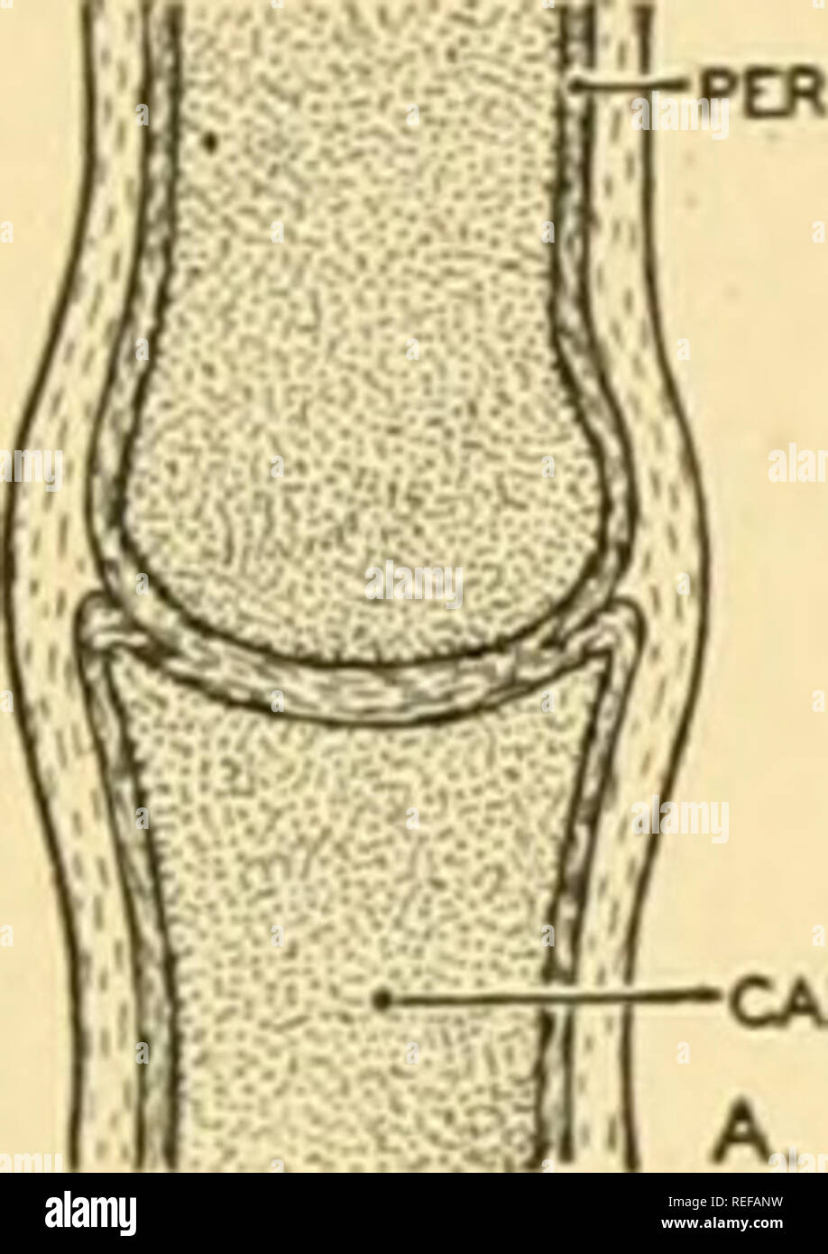. Vergleichende Anatomie. Anatomie, Vergleichende. Das SKELETTSYSTEM 257 beginnend mit der 9. Woche, die Knochen coxal ossifies aus drei Zentren entsprechende mit Ilium, pubis und Sitzbein. In der Region des Acetabulums, ossifikation wird nicht vor dem zehnten Jahr abgeschlossen, und Verknöcherung des coxal Bone wird fortgesetzt, bis das 25. Jahr. Die Knochen der Bein und Fuß entwickeln in einer Weise ähnlich der Art und Weise der Wachstum der Knochen, der Arm und die Hand. Die Knochen sind meist langen Knochen und von den üblichen drei Zentren entwickeln, eine Diaphysis und zwei epiphysen. Separate epiphysen sind für gebildet Stockfoto