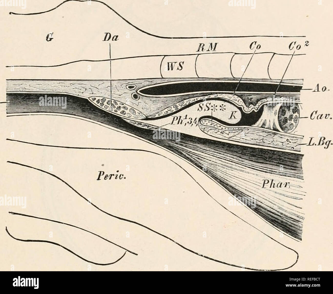 Vergleichende Anatomie Der Wirbeltiere Anatomie Vergleichende