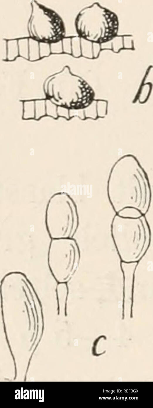 . Dr. L. Rabenhorst der Kryptogamen-Flora von Deutschland, Oesterreich und der Schweiz. Kryptogamen-- Deutschland; Kryptogamen - Österreich; Kryptogamen-- Schweiz. 178 CampJwra Diplodiella Camphora 3383. D. Camphorae Dom. Sacc, Atti di Soc. Ven.-Trent. di Sc Xat. Ser. IL Vol. IL verwischt. IL 1896, S. 27 Extr. Tab. L Nr. 6 et Bull. Soc. Myc de Fr. 1896, S. 78. Sacc. et Syd. SylL XIV, S. 940. Fruchtgehäuse herdenweise, schnell, oberflächlich, mit Kugeliger holzbewohnend Mündungspapille, schwarz, 1/4 mm im Einspritzdüse;. Diplodiella Camphorae Domin. Saccardo. a. Ein Aststückchen von Camphora officinalis mit Stockfoto