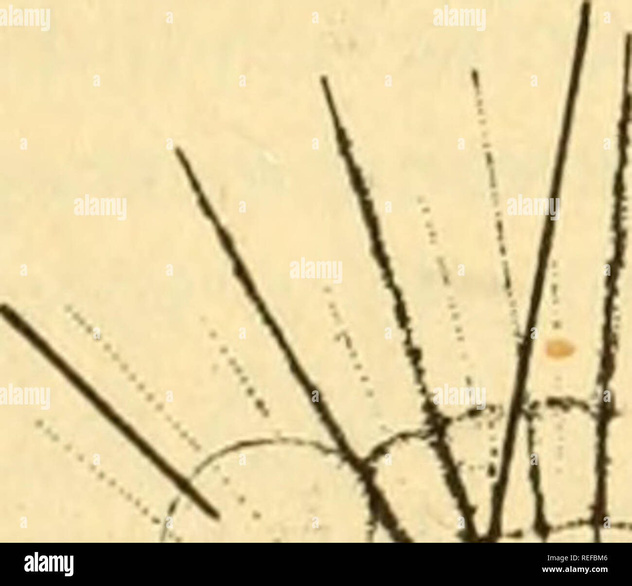 . Vergleichende Tierphysiologie. Physiologie, Vergleichende; Physiologie, Vergleichende. Kontraktile vakuole Plasmolemma Kern kontraktile Vakuole Plasmosol Food vakuole. Bitte beachten Sie, dass diese Bilder sind von der gescannten Seite Bilder, die digital für die Lesbarkeit verbessert haben mögen - Färbung und Aussehen dieser Abbildungen können nicht perfekt dem Original ähneln. extrahiert. Prosser, C. Ladd (Clifford Ladd), 1907; Bishop, David W. Philadelphia, Saunders Stockfoto