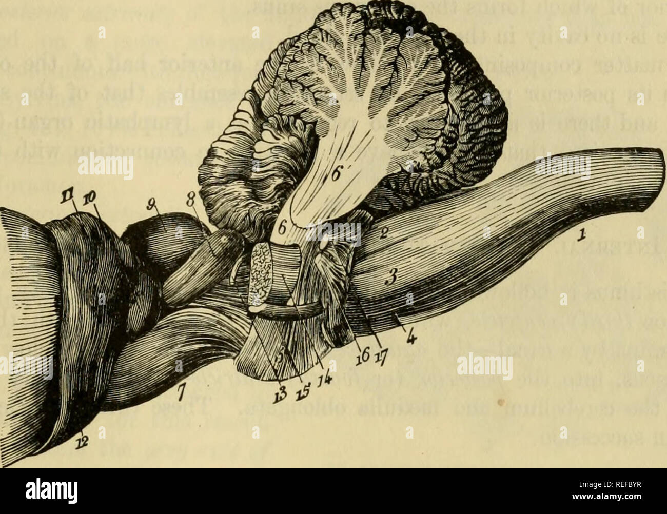 . Die vergleichende Anatomie der domestizierten Tiere. Veterinär Anatomie. Den ISTHMUS. 773 weiße Bänder, die an der Basis der Zirbeldrüse und freuen sich parallel zueinander ausgerichtet, im unteren Teil der Spalte Der thalami optici, auf die sie sich fest halten. An der vorderen gemeinsame Eröffnung anreisen, werden Sie an den vorderen Säulen der crura Der fornix befestigt. Manchmal sind sie sehr schmal und nicht durch eine Pause getrennt; aber häufiger Sie sind relativ breit, und sofort in Kontakt mit der Mittellinie. Die conarium ist bei Weitem nicht immer mit den Stockfoto