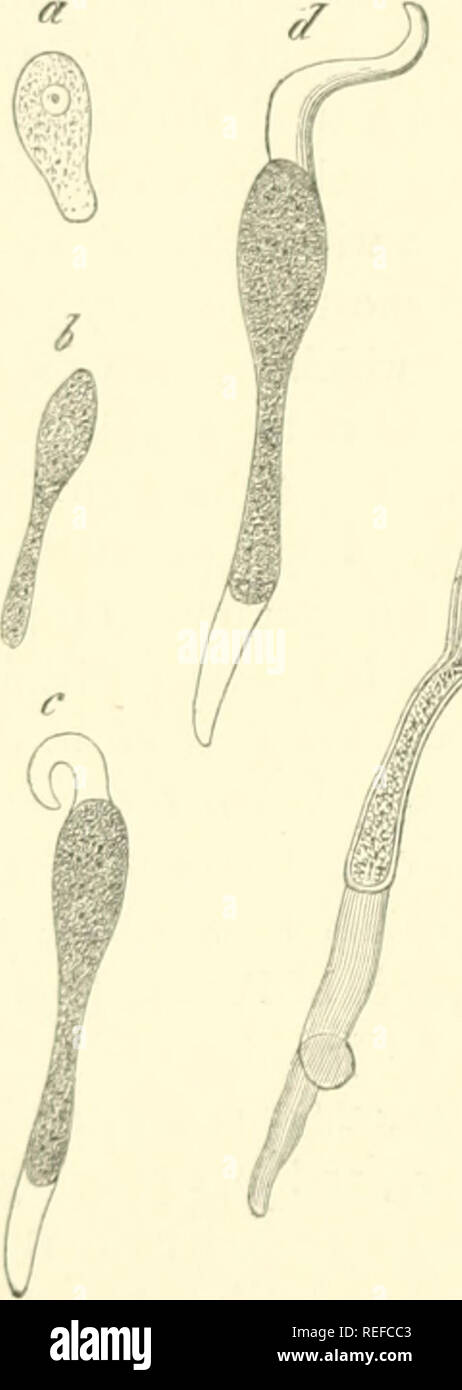 . Vergleichende Morphologie und Biologie der Pilze, mycetozoa und Bakterien. Pilze -- Morphologie; Bakterien -- Morphologie. jo 4 Abteilung r. - ALLGEMEINE Mk rjiai. OGV. Auch den Umschlag-Zellen auf die spore erwähnt - Cluster von Urocystis, die in Kapitel V" beschrieben werden, nicht aber der Keim-Rohre, die innerhalb des ascus in Sphaeria praecoxj erscheinen und denen des wurden &Lt;Gerippte Ablagen für durch Tulasne' als Filiform Anhängsel. Wir haben bereits gesprochen, in Com urn nee mit ZopPs Ansichten, der physiologischen Import der Gallertartige anhängen. Organe, die ma} i zu verbinden die Asco-Sporen zueinander und zu den Apex Stockfoto